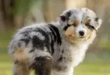 Australian Shepherd Puppy