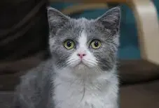 Munchkin Senior