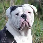 Piebald
