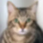Brown Tabby