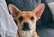 French Bullhuahua