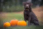PetMeds Teams Up with Pumpkin Insurance to Offer Pet Insurance Solutions