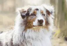 Australian Senior