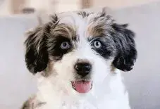 Aussiedoodle