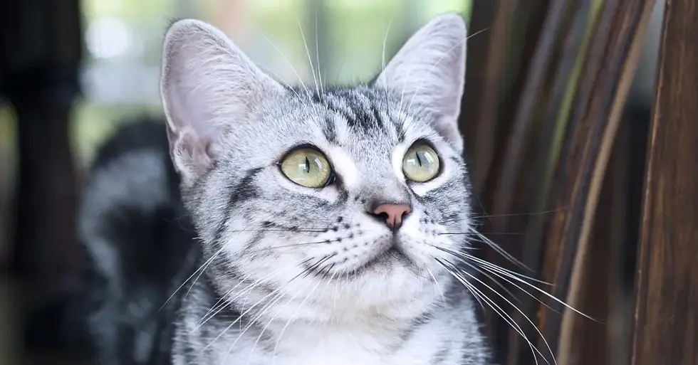American Shorthair