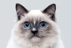 Ragdoll Adult