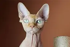 Sphynx & Devon Rex