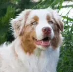 Red Merle