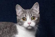 Munchkin Adult