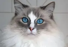 Ragdoll & Siamese