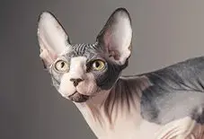 Sphynx Adult