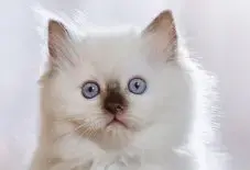 Ragdoll Kitten