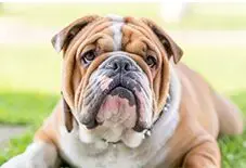 English Bulldog Adult
