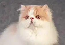 Persian & Domestic Longhair