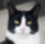 Tuxedo