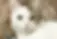 American Shorthair & Siamese