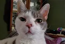 Sphynx & Domestic Shorthair