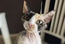 Devon Rex & Sphynx