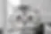 American Shorthair Senior