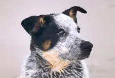 Texas Heeler