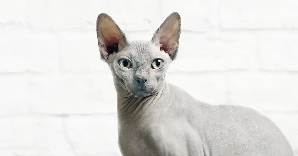 Sphynx Cat