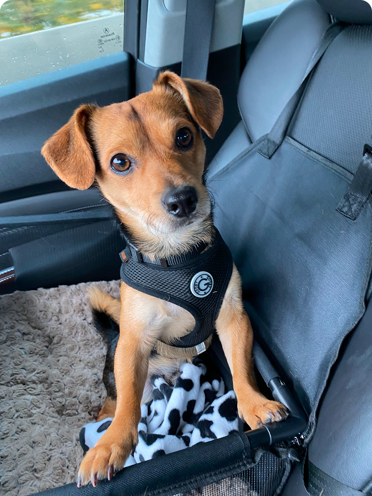 Ozzy sitting in car, small mixed breed dog with black harness