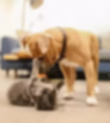 Kitten and puppy playing