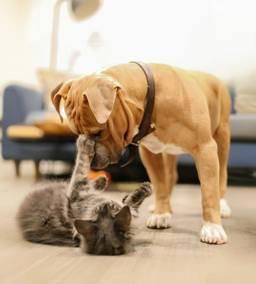 Kitten and puppy playing
