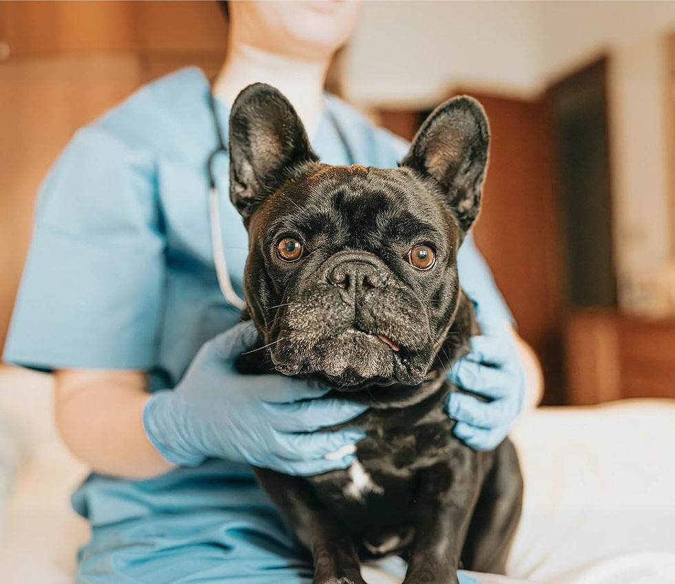 French Bulldog being held by a vet