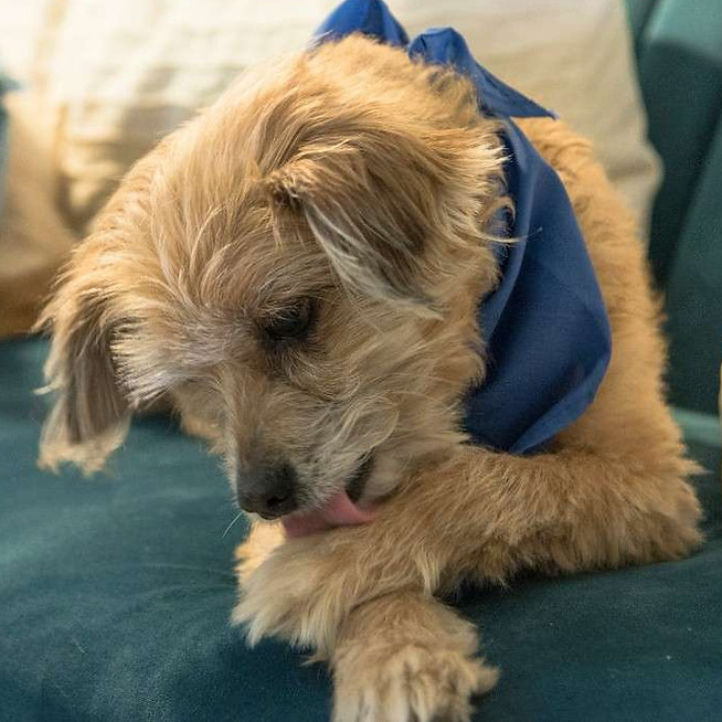 Dog licking paw excessively