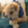 Dog licking paw excessively