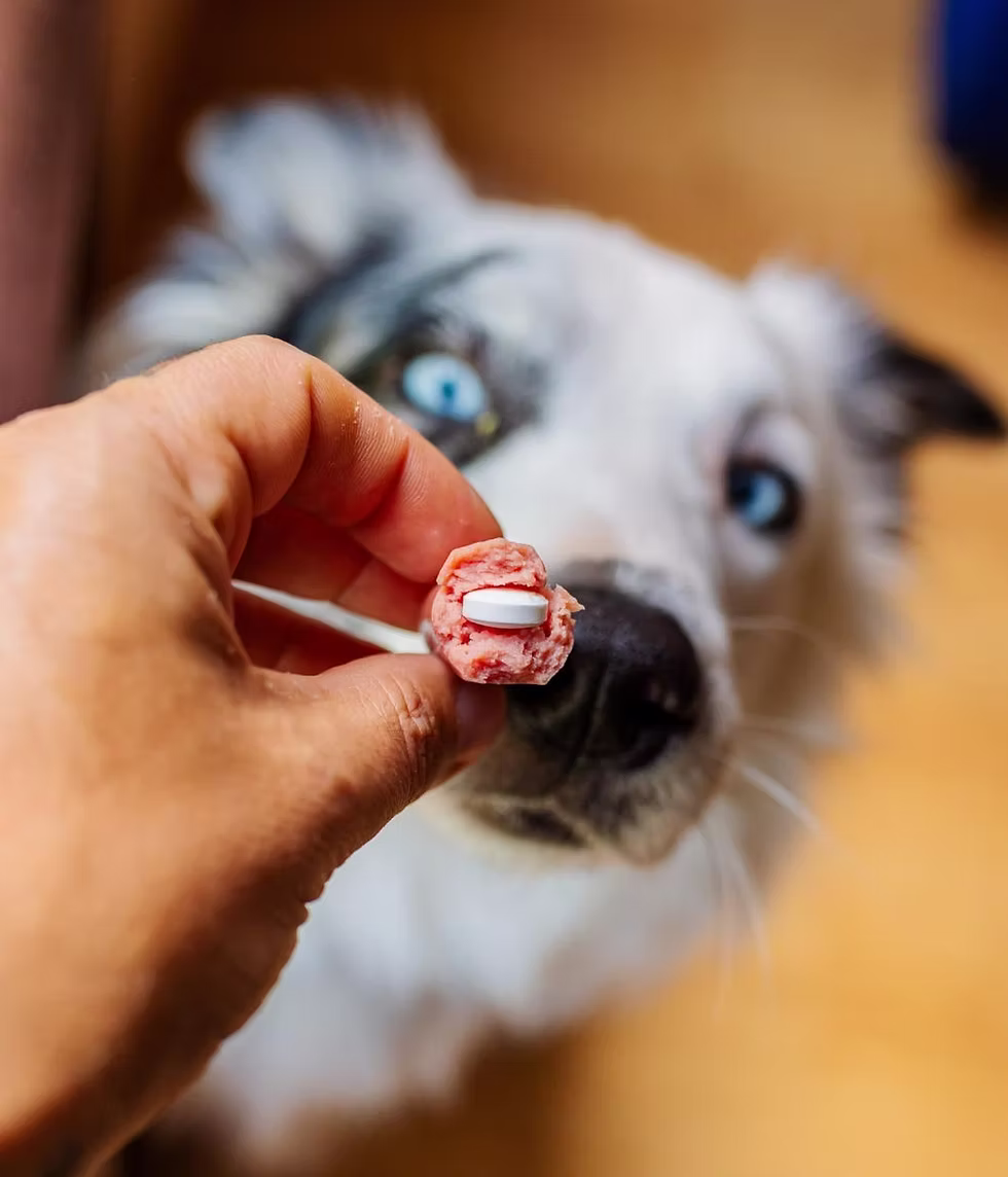 Owner feeding dog a pill that is hidden in meat