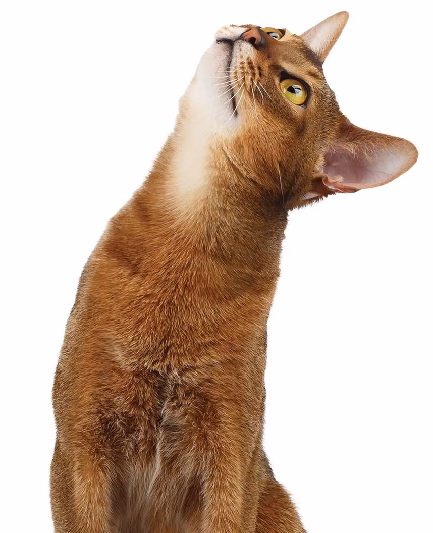 Abysinnian cat