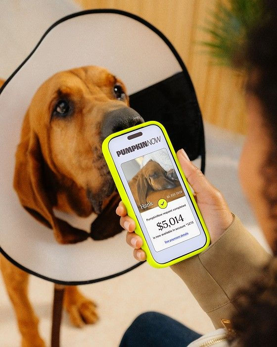 Dog with cone on head, owner holding phone that shows approved claim