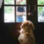 Dog waiting for owner at door