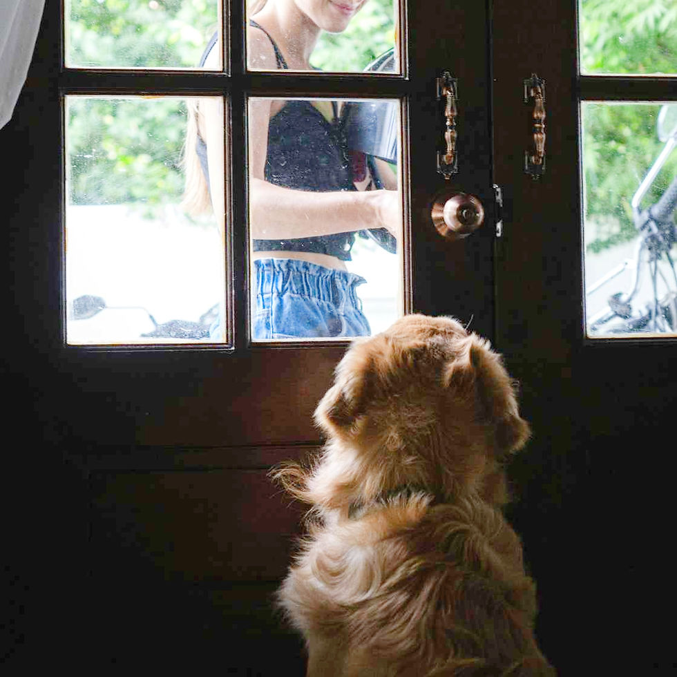 Dog waiting for owner at door