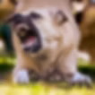 Dog aggressively barking
