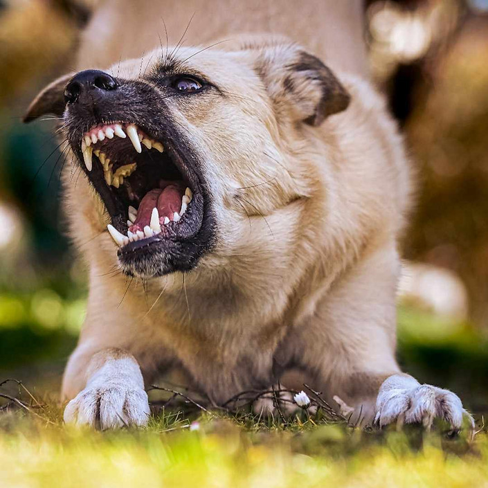 Dog aggressively barking