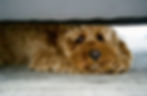 Dog hiding under furniture