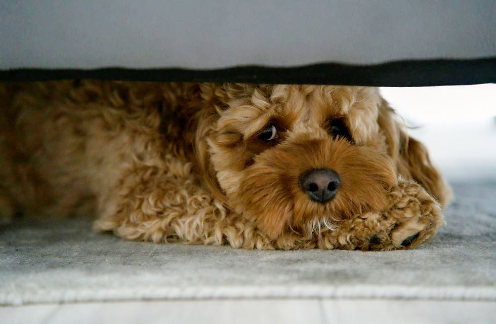 Dog hiding under furniture