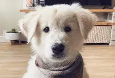 Golden Husky