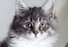 Maine Coon Kitten