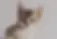 Abyssinian & Siamese