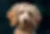 Poodle Senior