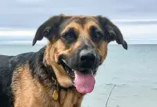 Labrashepherd
