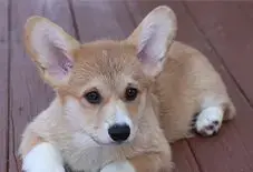 Corgi Puppy