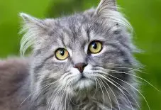 Maine Coon Adult