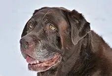 Labrador Retriever Senior