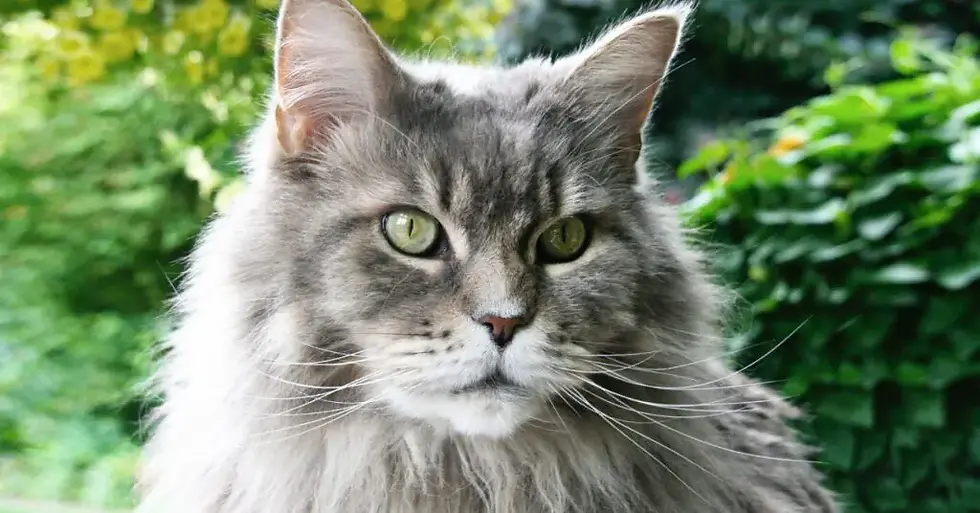 Maine Coon