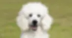 Poodle